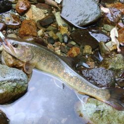 渇水→濁流 ～九頭竜川水系～